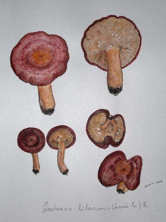 Lactarius spinosulus    Qul. & Le Bret.